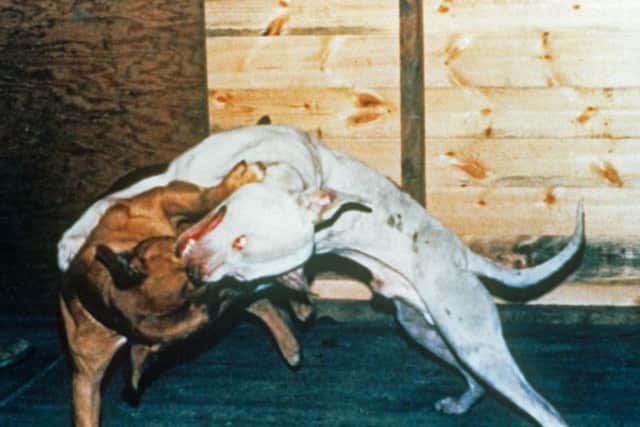 Across England Wales, there have been almost8,000 reports of dog fighting in the past four years.