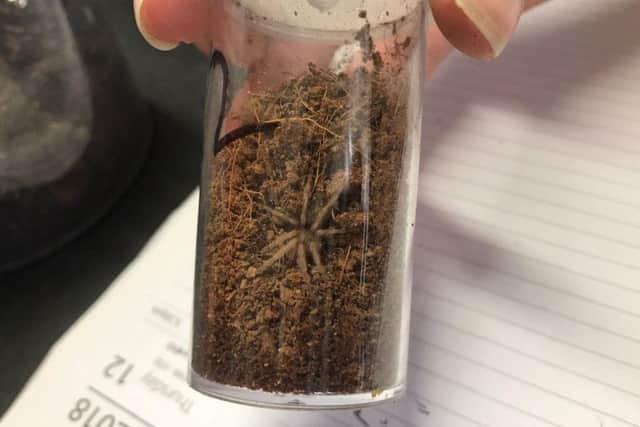 Brazilian bird-eating tarantulas were dumped in a car park in Derbyshire last year.