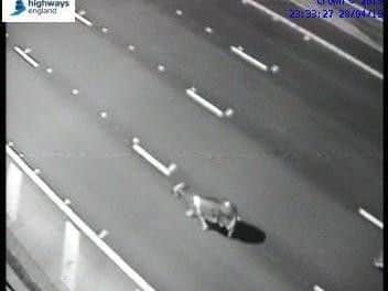 Daisy the cow on M1