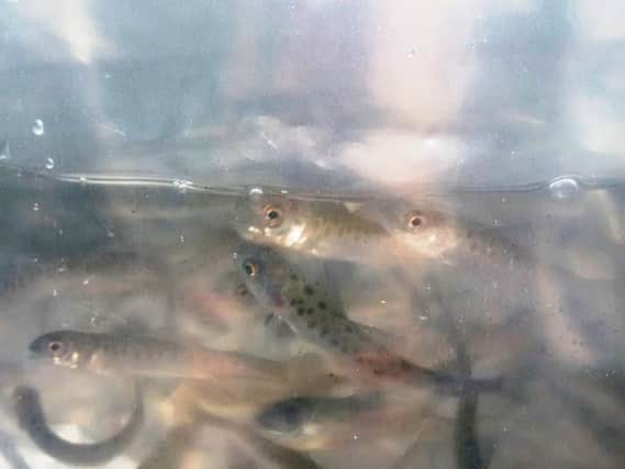 Fish have been released into the River Rother.