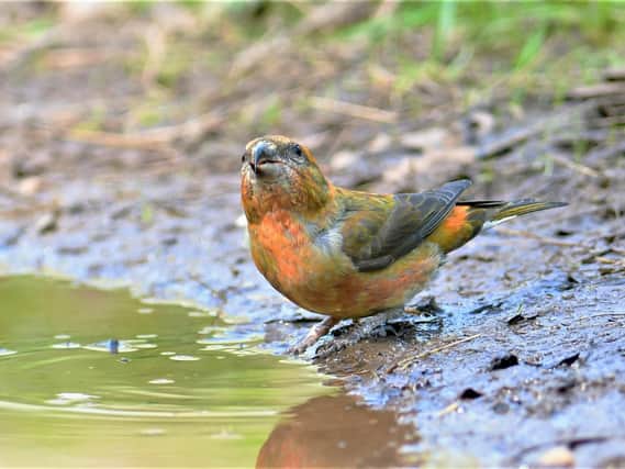 This beautiful bird is enjoying a drink. Do you know what it is? Answer: A male crossbill.