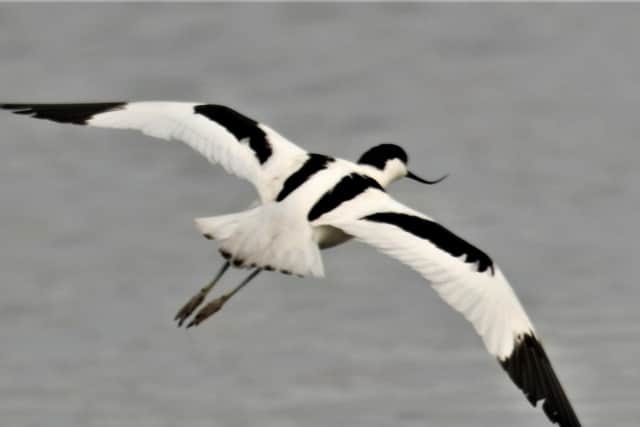 Do you know what this coastal bird is called? Answer: Advocet.