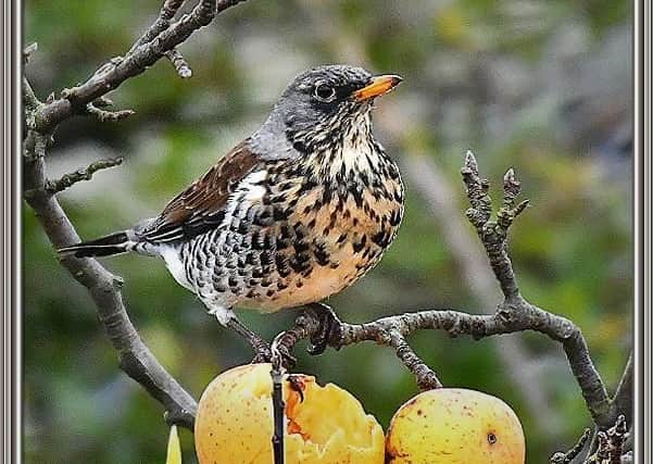 A bird that enjoys the countryside but can you name it? Answer: Fieldfare.