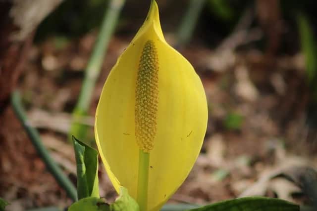 American Skunk Cabbage.