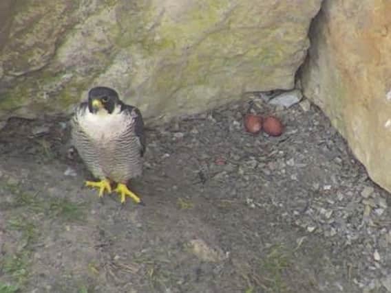 The Peregrine Falcon with the eggs