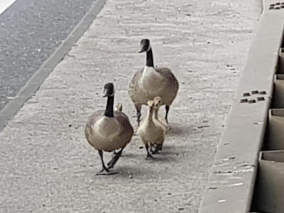 The geese were led to safety