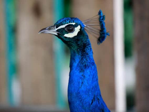 Becky and her partner have now been given a written warning stating they could face a fine if they fail to control their peacocks in the future