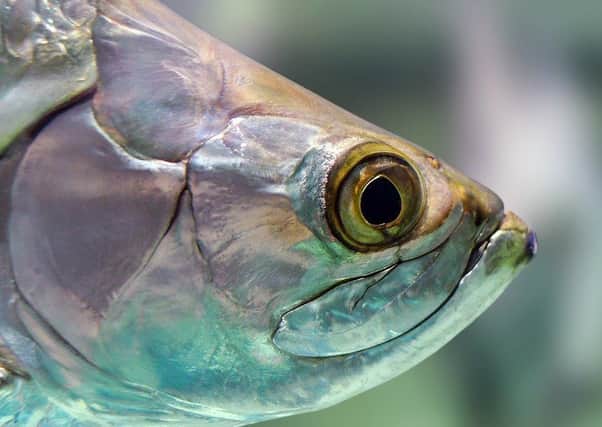 Pictured is a general, stock image of a fish.