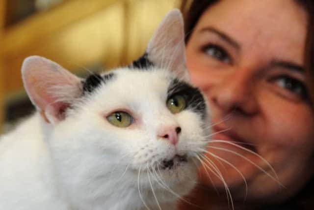 Looking for a new home. 13-year-old Vern, a domestic short haired cat, with Kim Bestwick.