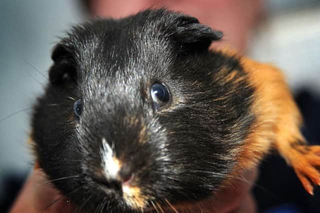 Bracken the four-week-old guinea pig who is on the look-out for a new home with her sisters.