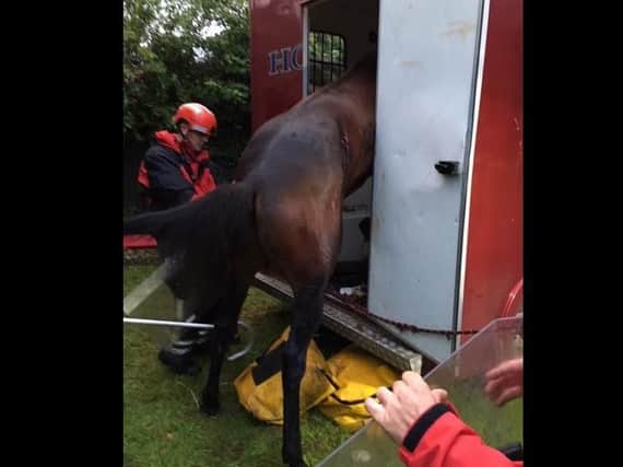 The stuck horse. Picture: Derbyshire Fire and Rescue Service.