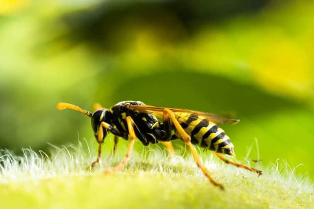 Wasp. Photo by Pixabay.