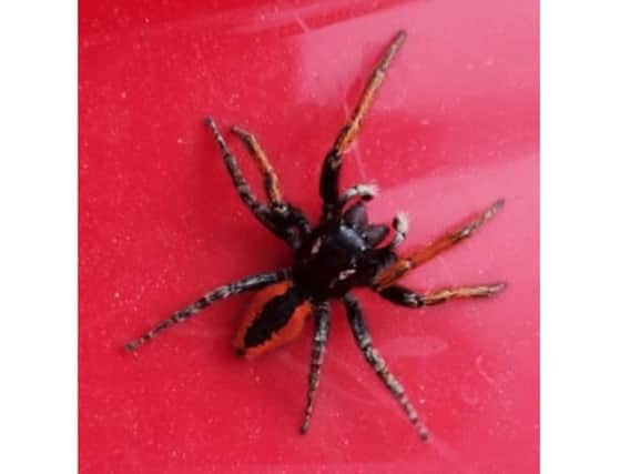 Andrew Liston sent us this picture of the spider he found outside his house.