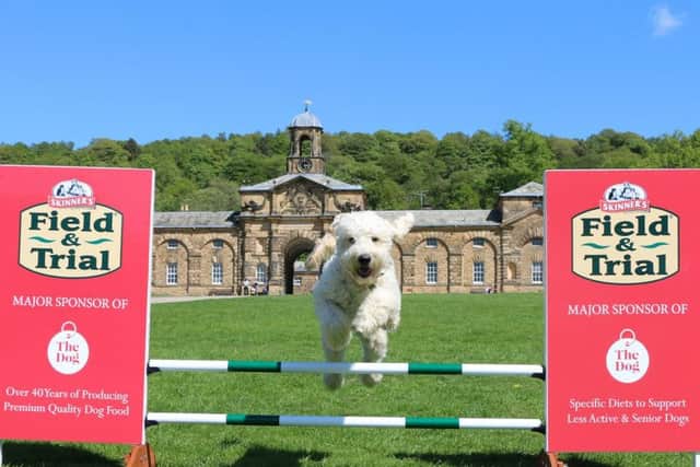 Henry, the Chatsworth goldendoodle, is put through his paces on the dog agility course.