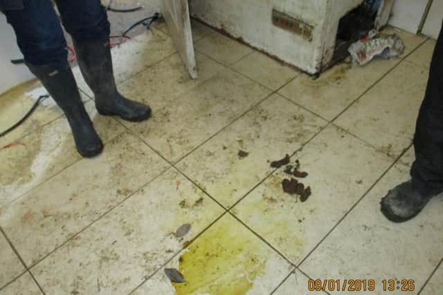 The filthy conditions the dogs were found in.