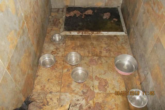 The filthy conditions the dogs were found in.