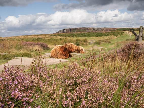Highland cattle looking well at home amidst the blooming heather of Baslow Edge in the Derbyshire Peak District sent in by Michael Hardy.