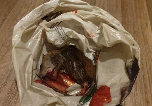Lauren Ligatt caught this rat in her kitchen cupboard.