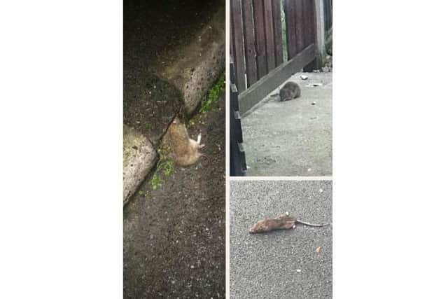 The rats have been snapped on Hunloke Road.