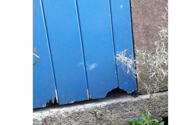 The rats chewed through a residents' shed door.