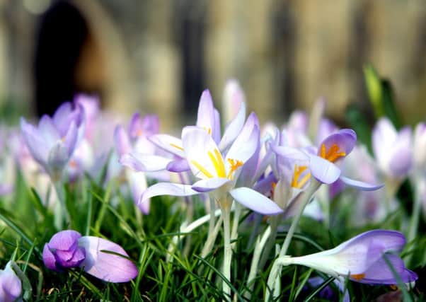 Crocus flowers outside the Spire in Chesterfield