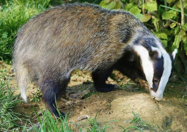 Badger Awareness Day in March.