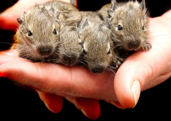 NDET 30-4-13 MC 1
Degu babies at RSPCA centre in Chesterfield need a home
