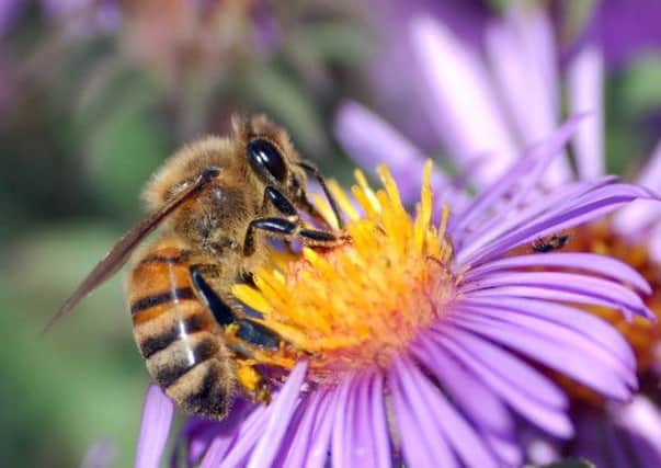 A European Commission ban on pesticides could throw a lifeline to threatened bee numbers.