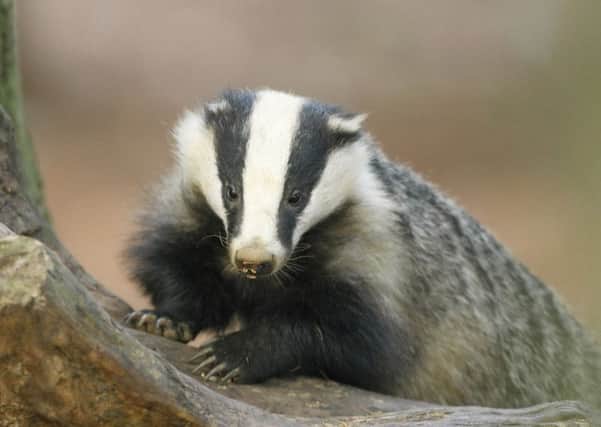 Badger emerges from its sett in a Forestry Commission wood in North Yorkshire.
