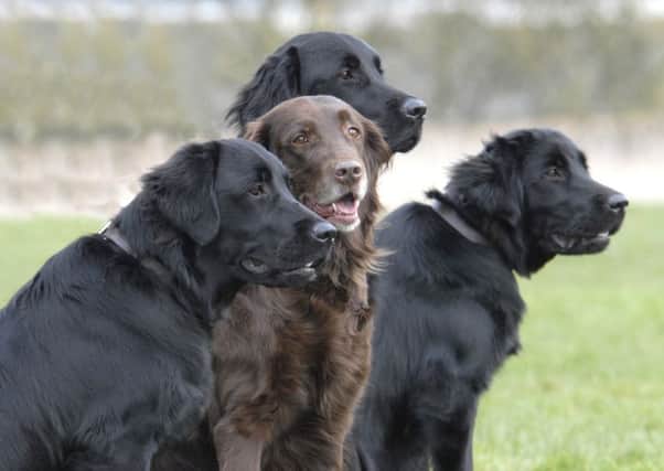 FROM PETER CORNS..SX..15.3.07..PIC SHOWS 7YLD GUIDE DOG RETREIVER CARLI WHO HAS HAD 51 PUPS AND IS NOW PUTTING HER FEET UP ON MOTHERS DAY.PICTURED WITH PUPS TARA,TALLY AND TEDDY...