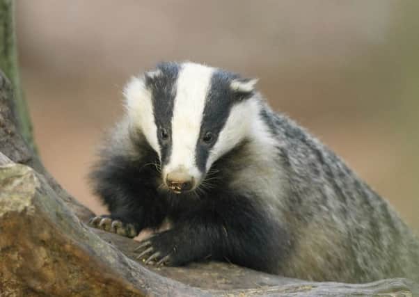Badger emerges from its sett in a Forestry Commission wood in North Yorkshire.