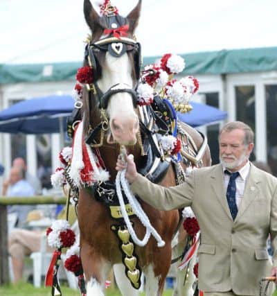 Bakewell show, Titan, an entry in the best decorated heavy horse class