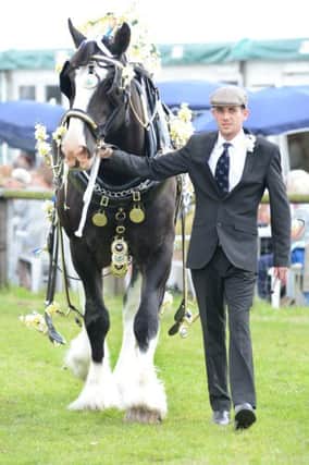 Bakewell show, an entry in the best decorated heavy horse class