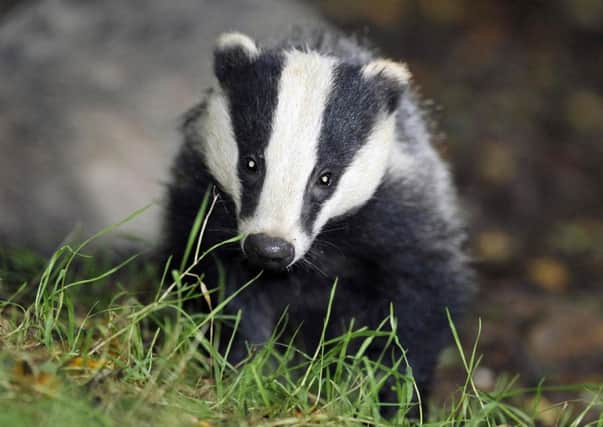 File photo dated 28/07/08 of a badger, as the Badger Trust is asking the High Court to stop a planned cull of badgers. PRESS ASSOCIATION Photo. Issue date: Monday June 25, 2012. The wildlife charity is seeking judicial review of the Government's decision to allow the cull to go ahead to tackle tuberculosis (TB) in cattle. See PA story COURTS Badgers. Photo credit should read: Ben Birchall/PA Wire