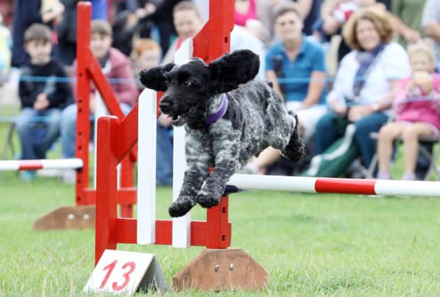 Dog agility at the start of Chatsworth Country Fair. Picture by Marisa Cashill.
