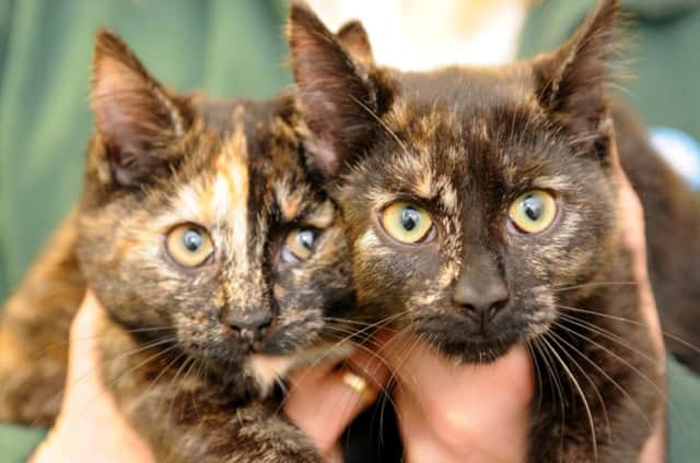 kittens, cat of the week, St Francis Animal Rescue