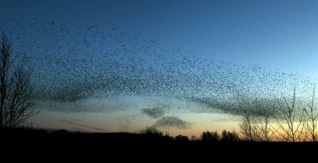 Starling murmuration finally coming in to roost at Middleton Moor