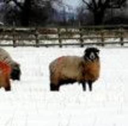 rip. Sheep brave the heavy snow on the outskirts of Ripon. 091221ARpic2.