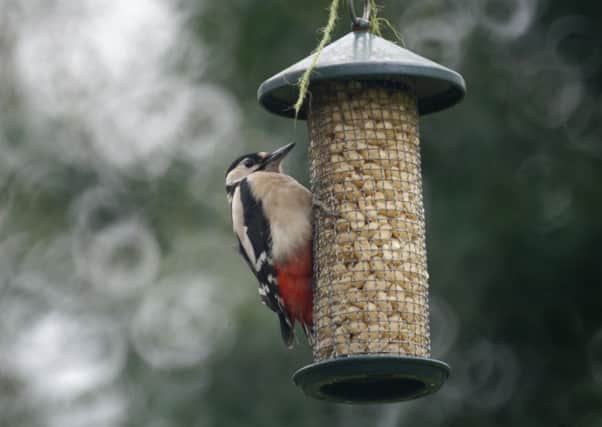 Bird seed is among the items stolen from cars in the county