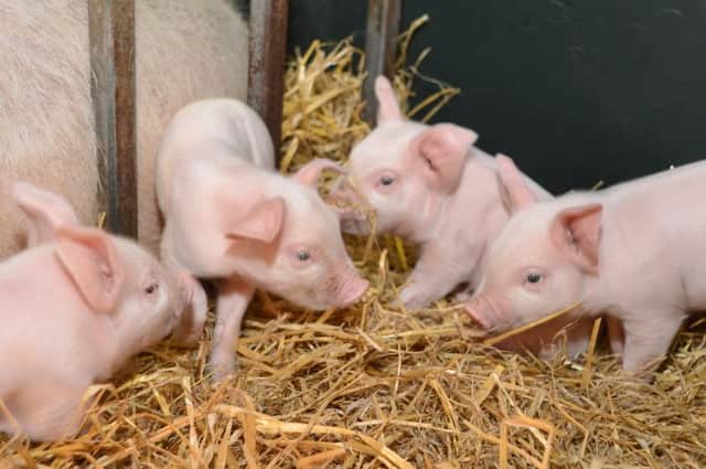 The newly born piglets at Chatsworth's Farmyard