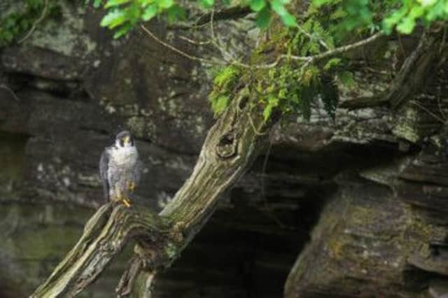 Peregrine Falco peregrinus, perched on a branch in front of cliff face, Scotland UK. Summer.