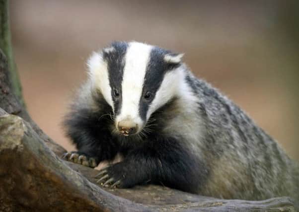 A pilot scheme to selectively cull badgers testing positive for tuberculosis risks spreading the disease further, scientists have warned. Picture by Whitfield Benson.