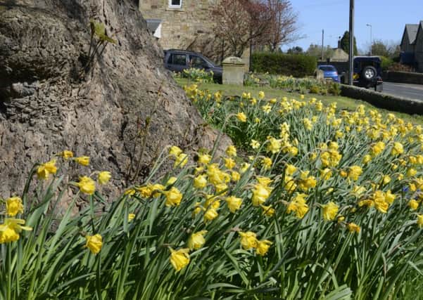 A lovely show of daffodils
