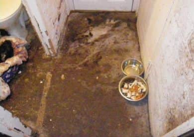 Sarah Stredwick, 64, of Middlecroft Road, Staveley, pleaded guilty to two counts of causing unnecessary suffering to a Staffordshire bull terrier called Allie and one count of failing to provide a suitable living environment as pictured.
