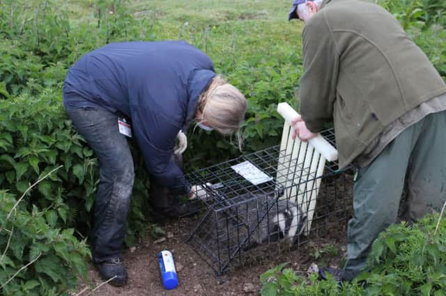 Derbyshire Wildlife Trust has carries out more badger vaccinations at setts near Buxton. Photo by David Gristock