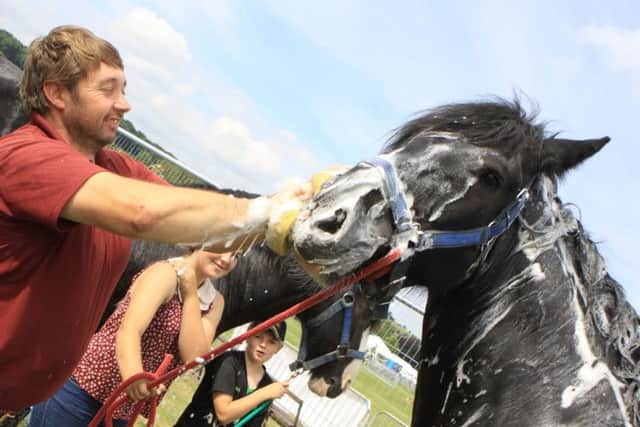 Warrior the Shire Horse gets a bath from Karl Harvey