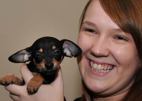 Chip the Chiweenie with owner Emma Robson at their Haddon Street home in Tibshelf.