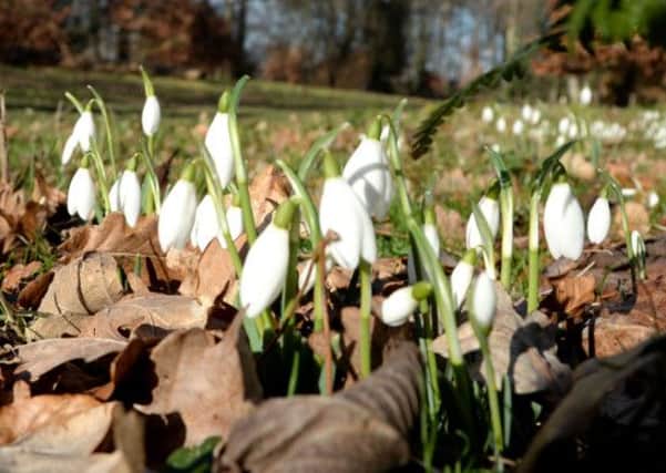 Snowdrops at Hodsock Priory