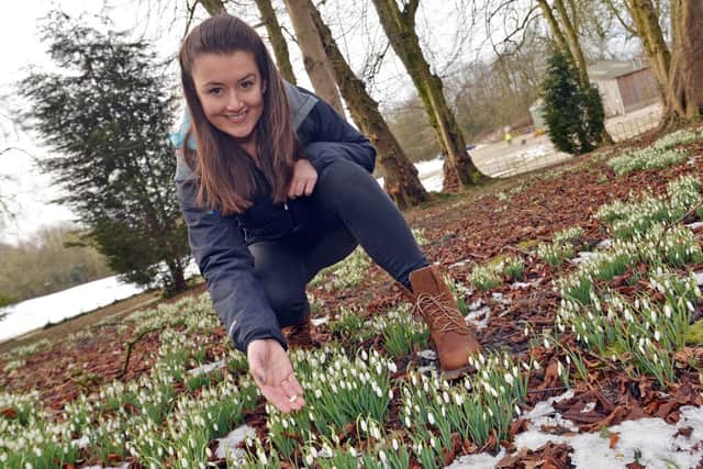 Snowdrops at Hopton Hall. Kate Thomas with the snowdrops.