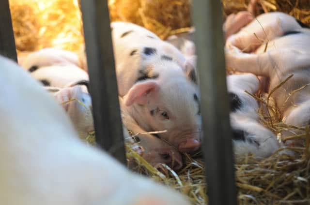 Chatsworth Estate Farmyard and Adventure Park half-term activities. Pictured are the new piglets with their mother Abbie.